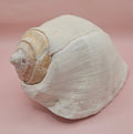 Eastern Pacific Conch Shell