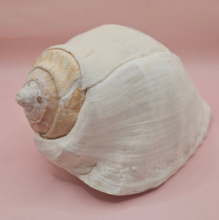 Eastern Pacific Conch Shell