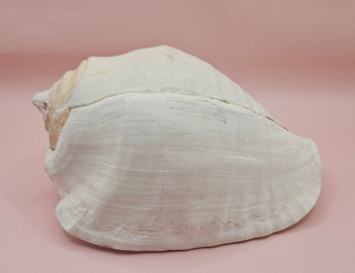 Eastern Pacific Conch Shell
