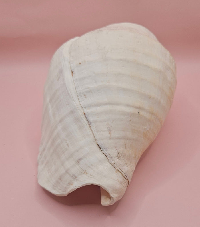 Eastern Pacific Conch Shell