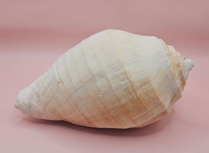 Eastern Pacific Conch Shell
