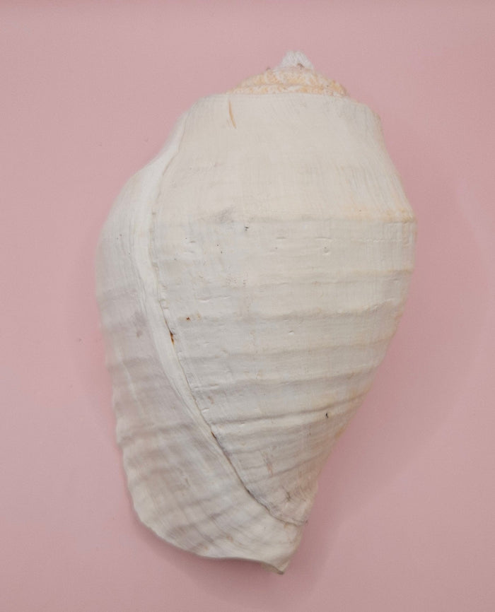 Eastern Pacific Conch Shell