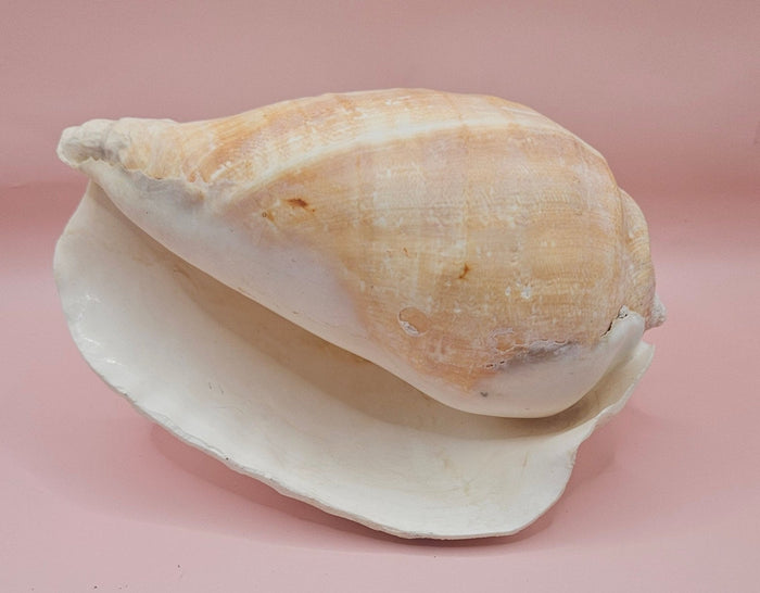 Eastern Pacific Conch Shell