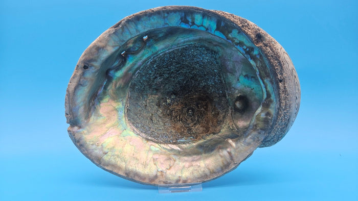 Green Abalone Shell with Pearl