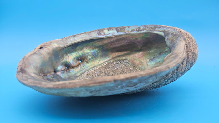 Green Abalone Shell with Pearl