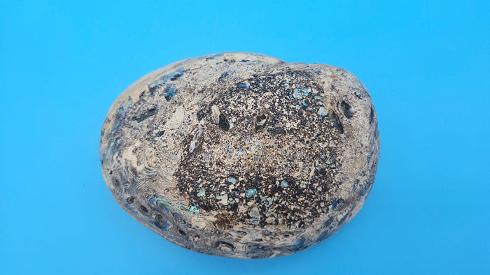 Green Abalone Shell with Pearl
