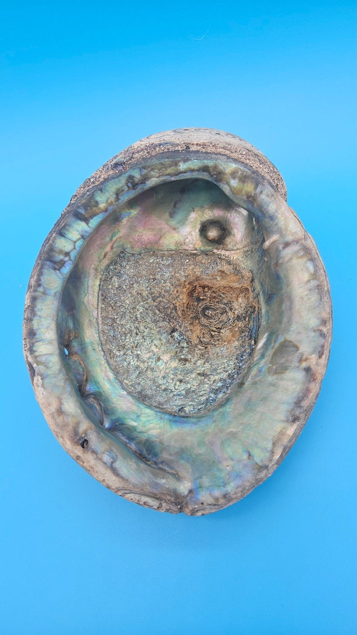 Green Abalone Shell with Pearl