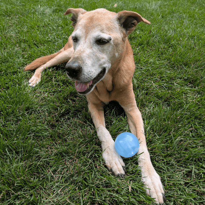 Interactive Dog Fetch Balls