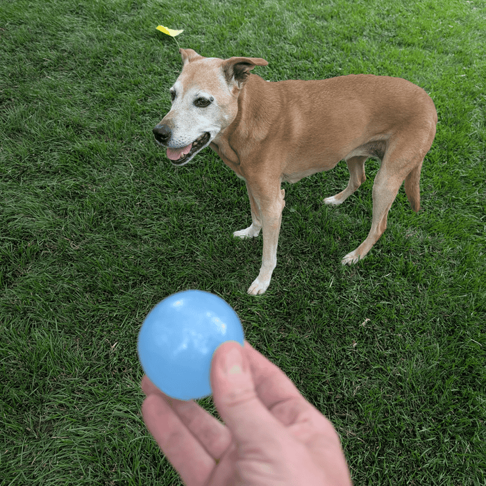 Interactive Dog Fetch Balls