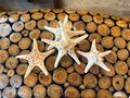 Large Natural Knobby Starfish