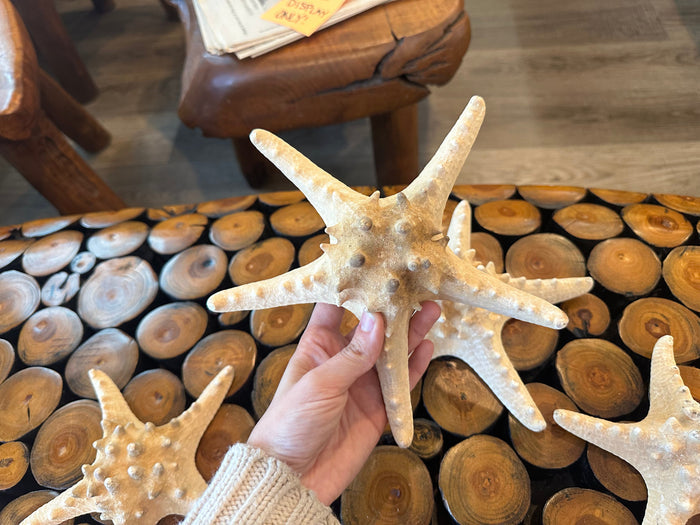 Large Natural Knobby Starfish
