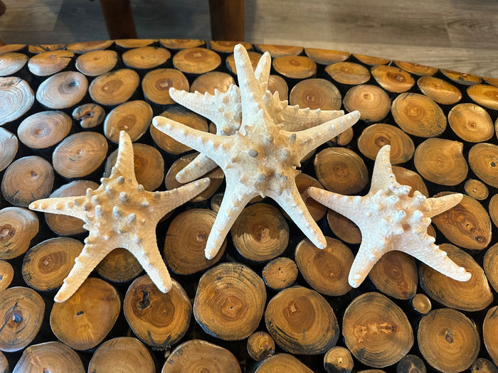Large Natural Knobby Starfish