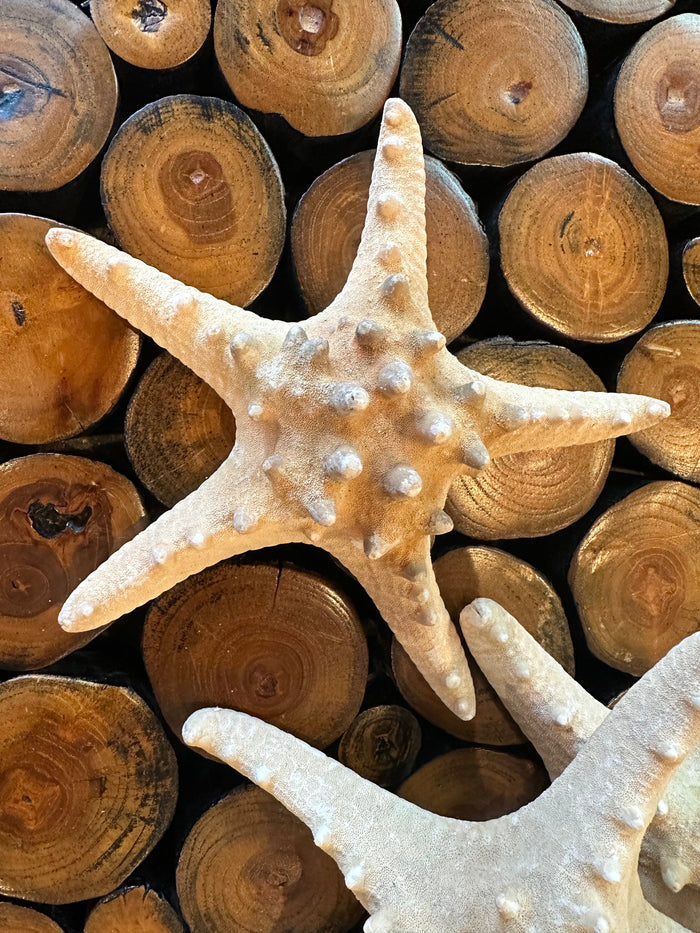 Large Natural Knobby Starfish