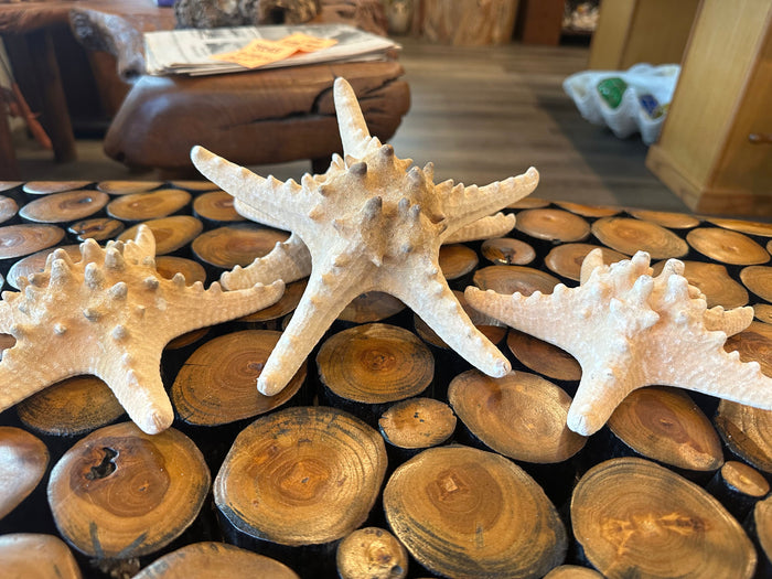 Large Natural Knobby Starfish