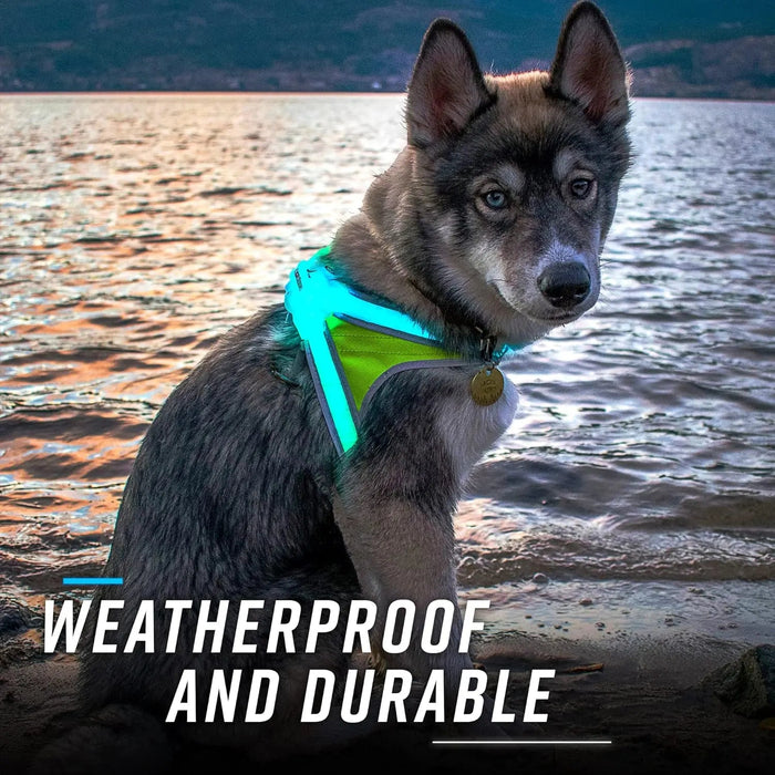 LED Light-Up Dog Harness
