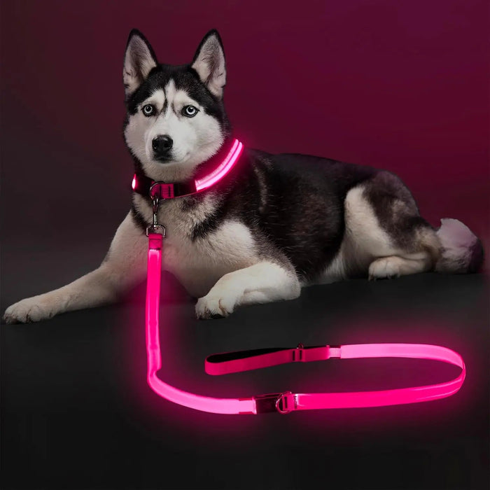LED Light-Up Dog Leash