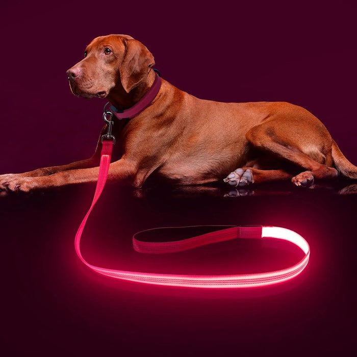 LED Light-Up Dog Leash