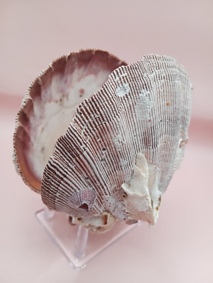Natural Lion’s Paw Seashell Pair – Barnacle Encrusted