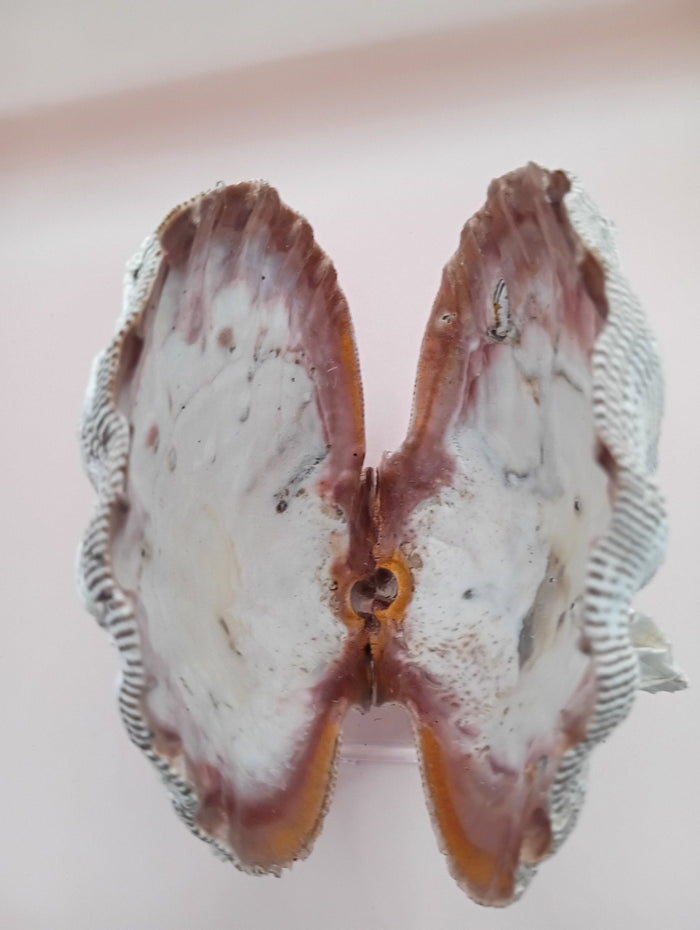 Natural Lion’s Paw Seashell Pair – Barnacle Encrusted