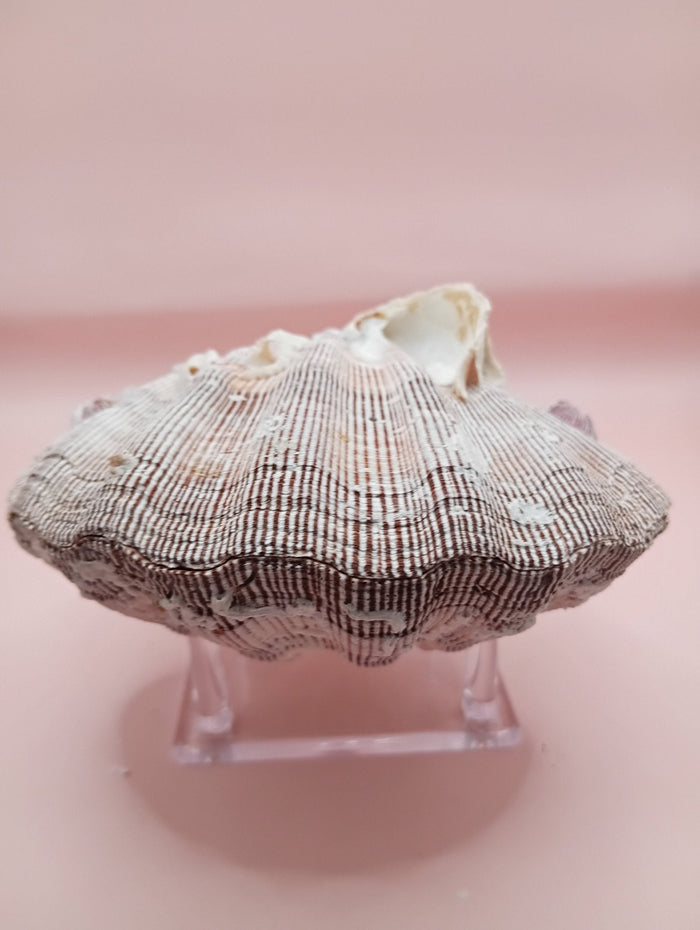 Natural Lion’s Paw Seashell Pair – Barnacle Encrusted
