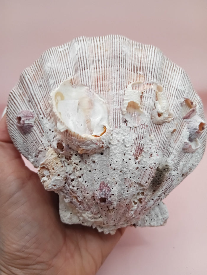 Natural Lion’s Paw Seashell Pair – Barnacle Encrusted