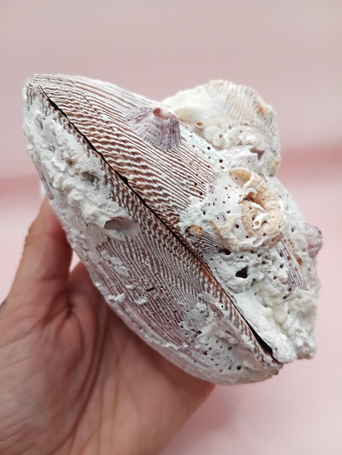 Natural Lion’s Paw Seashell Pair – Barnacle Encrusted