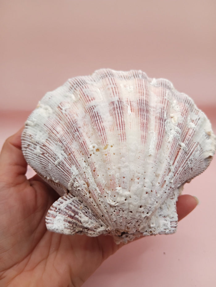 Natural Lion’s Paw Seashell Pair – Barnacle Encrusted