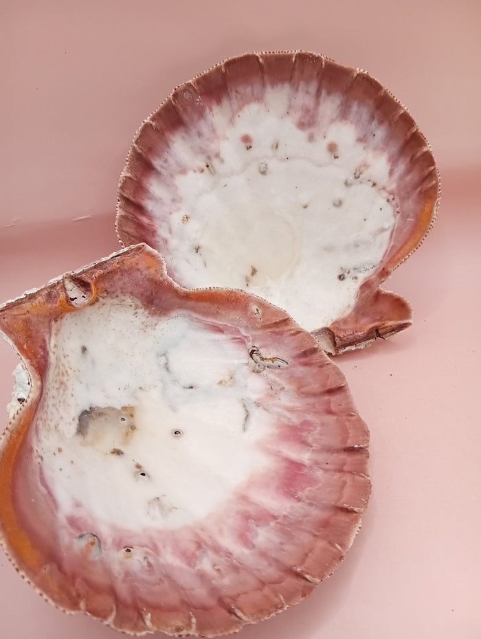 Natural Lion’s Paw Seashell Pair – Barnacle Encrusted