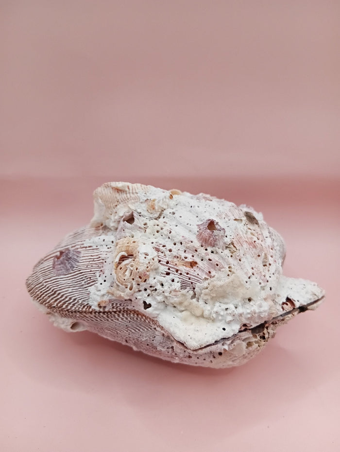 Natural Lion’s Paw Seashell Pair – Barnacle Encrusted
