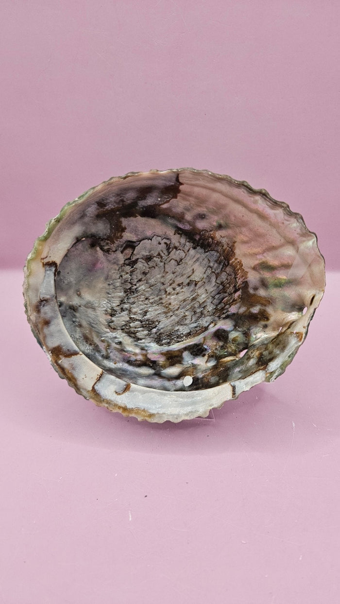 Pink Abalone Shell