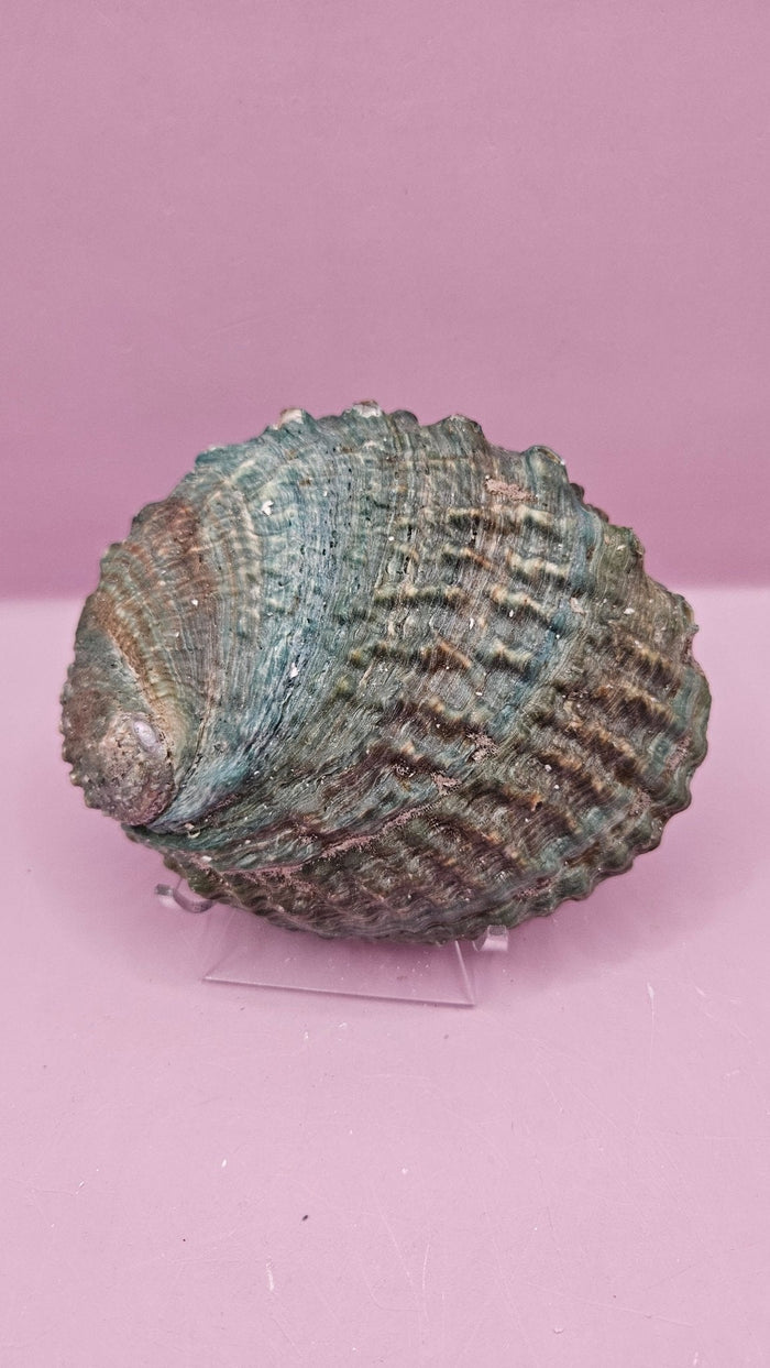 Pink Abalone Shell