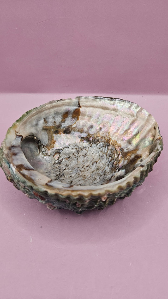 Pink Abalone Shell