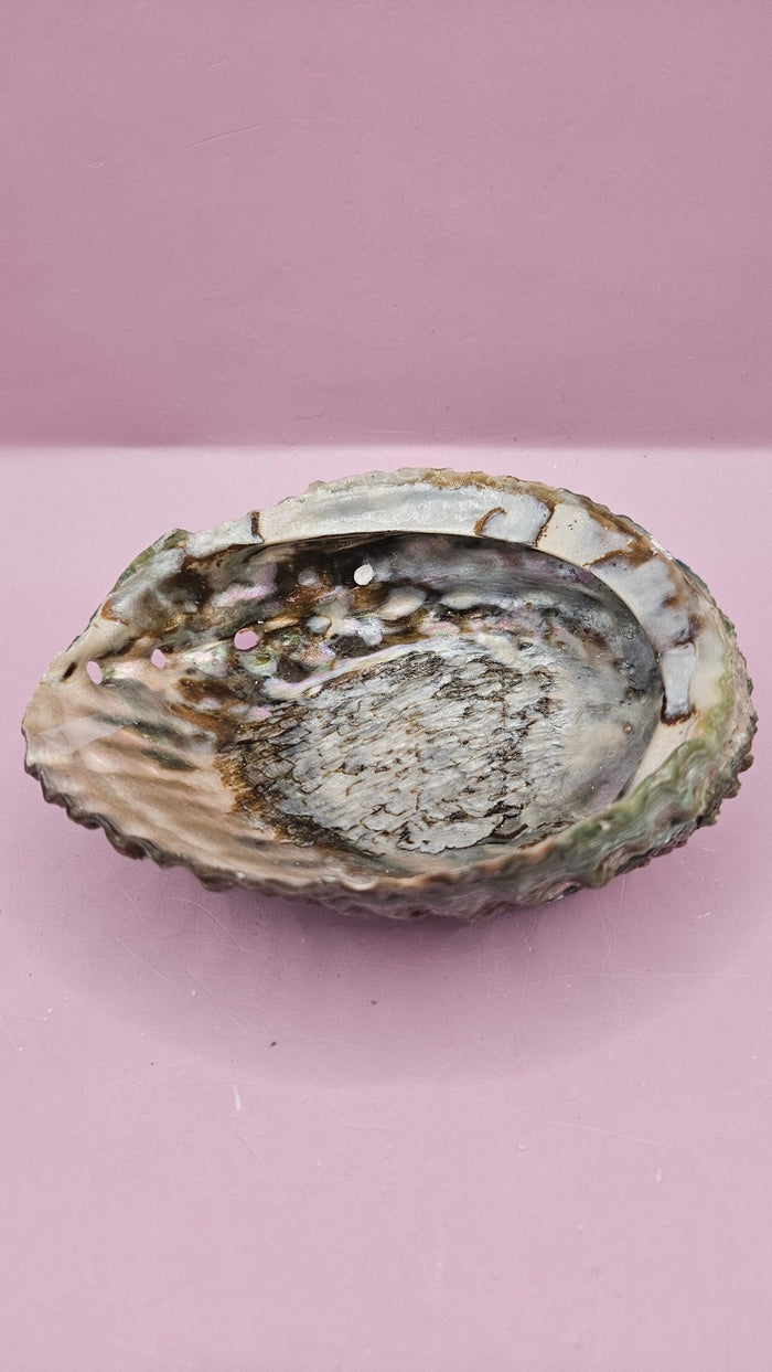Pink Abalone Shell