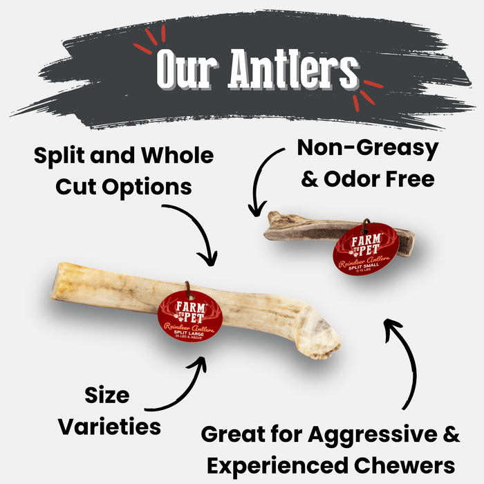 Reindeer Antler Dog Chews