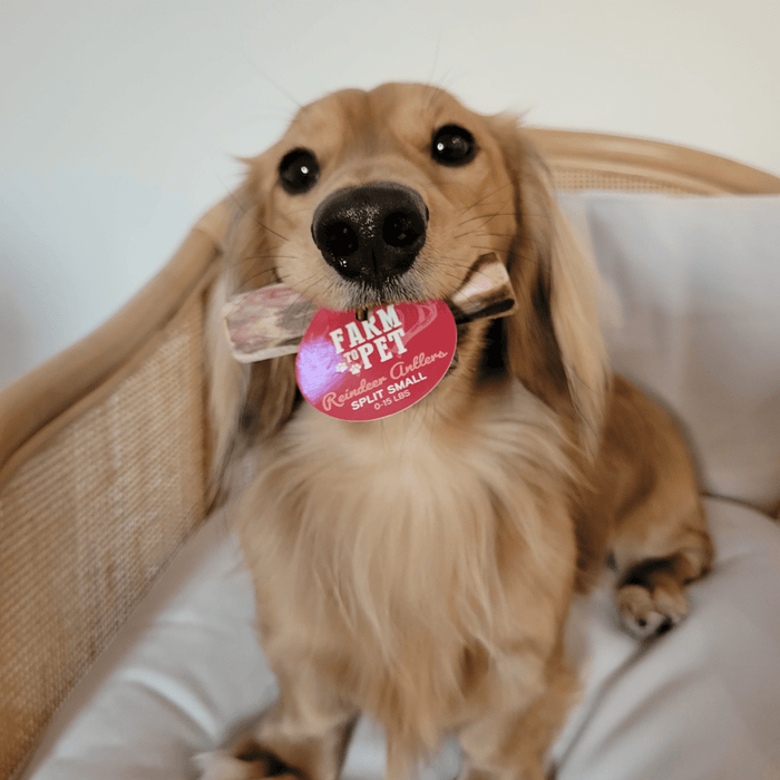 Reindeer Antler Dog Chews