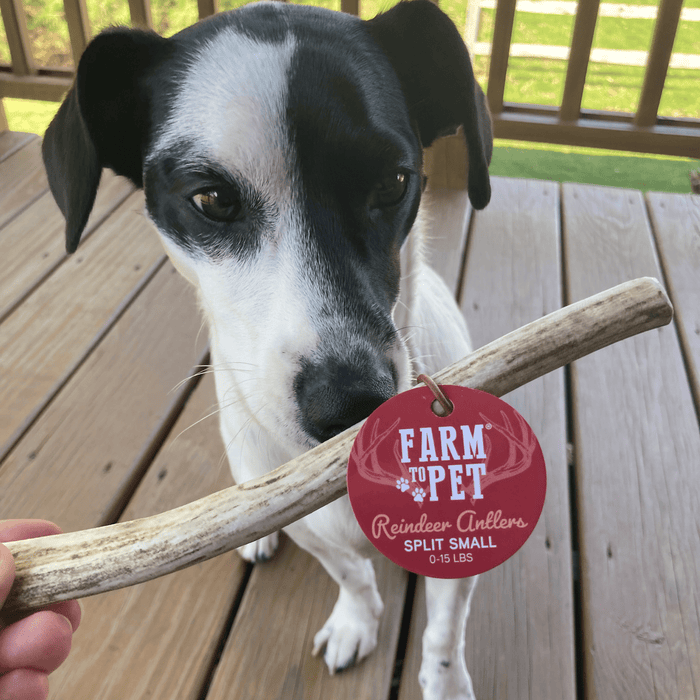 Reindeer Antler Dog Chews