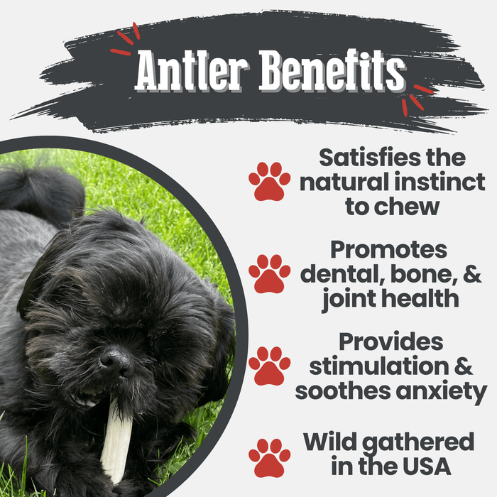 Reindeer Antler Dog Chews
