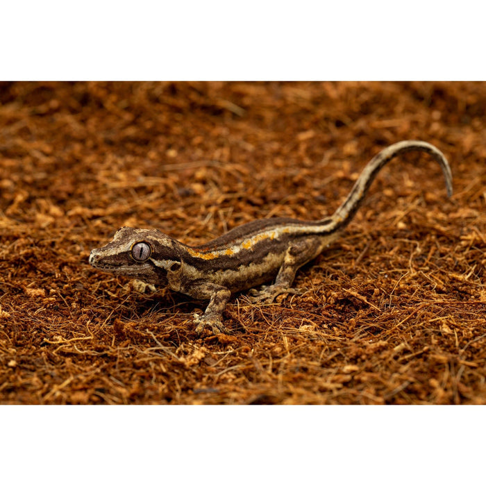 ReptiEarth Fine Coconut Fiber Substrate