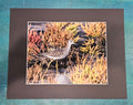 "Shorebird Among Seaweed" a Coastal Wildlife Photography Print by Cheryl Kiser