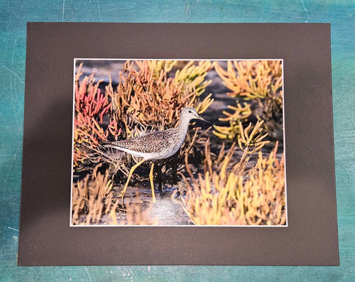 "Shorebird Among Seaweed" a Coastal Wildlife Photography Print by Cheryl Kiser