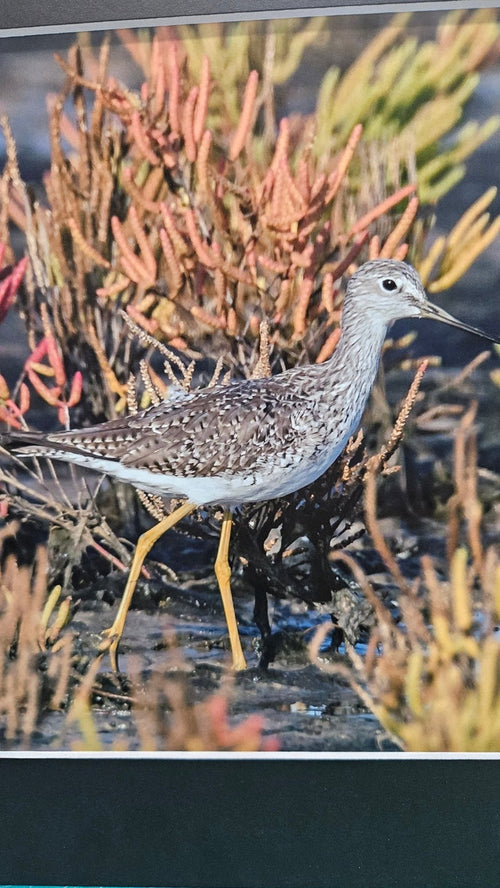 "Shorebird Among Seaweed" a Coastal Wildlife Photography Print by Cheryl Kiser