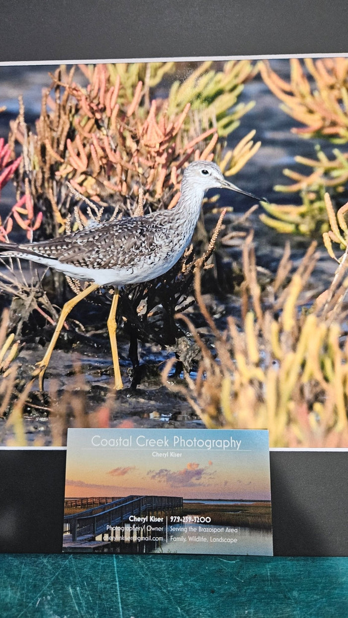 "Shorebird Among Seaweed" a Coastal Wildlife Photography Print by Cheryl Kiser